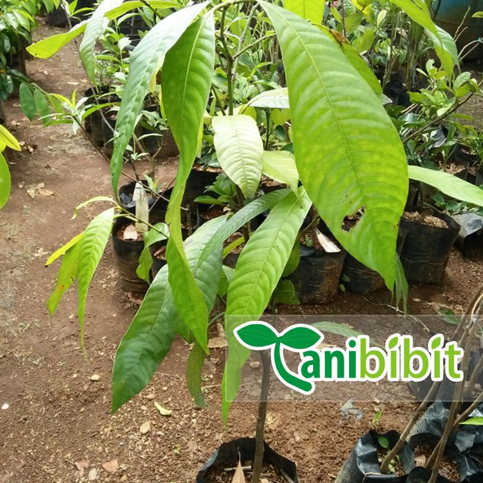 Bibit Pohon Gandaria - Buah Jatake - Buah Gandaria