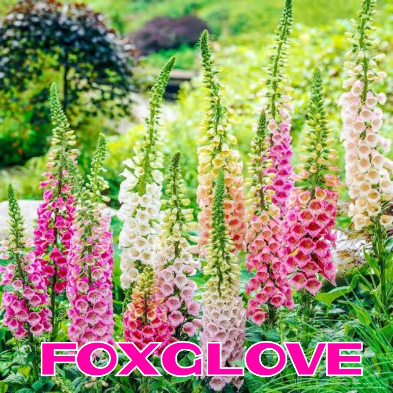 Benih Bibit Bunga Tanaman Hias Benih Bunga Unggul-foxglove mix