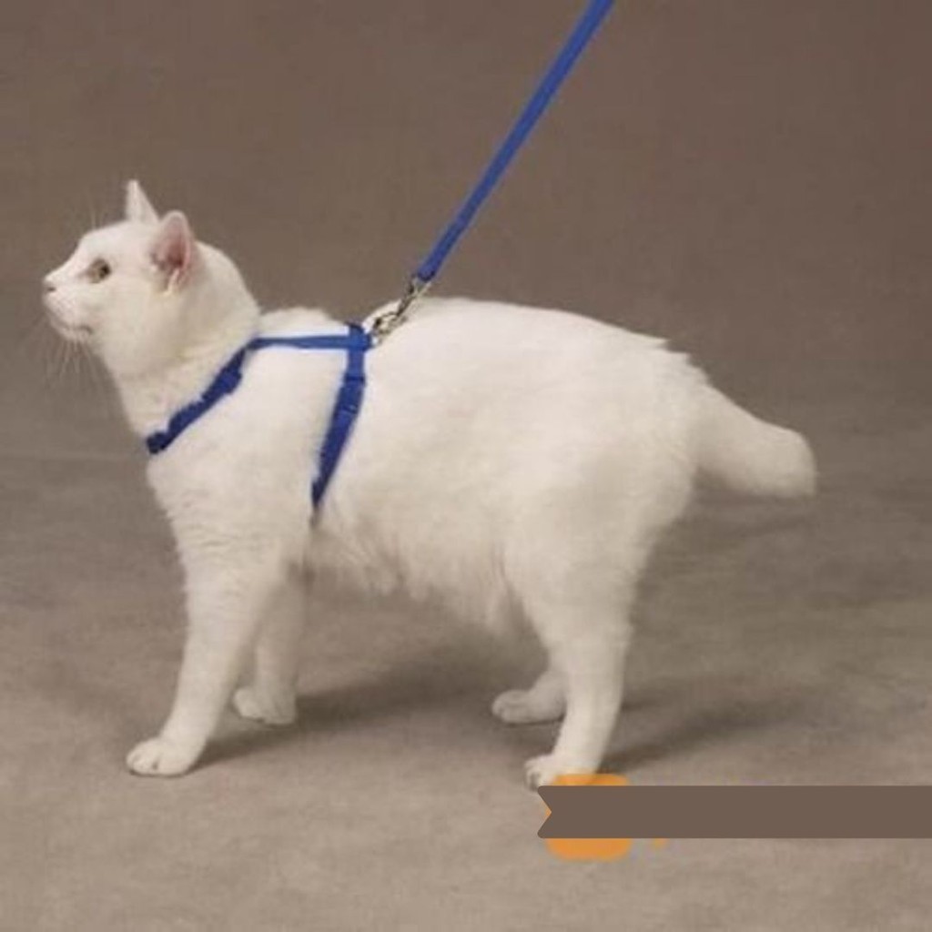 KALUNG + TALI TUNTUN HEWAN KUCING, KELINCI, MUSANG, ANJING KECIL