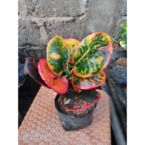 tanaman hias puring SRG/super red giant