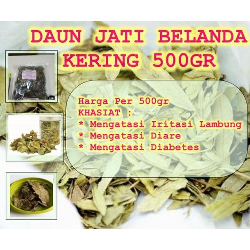 

Daun Jati Belanda Kering 500gr | Untuk Pelangsing Tubuh