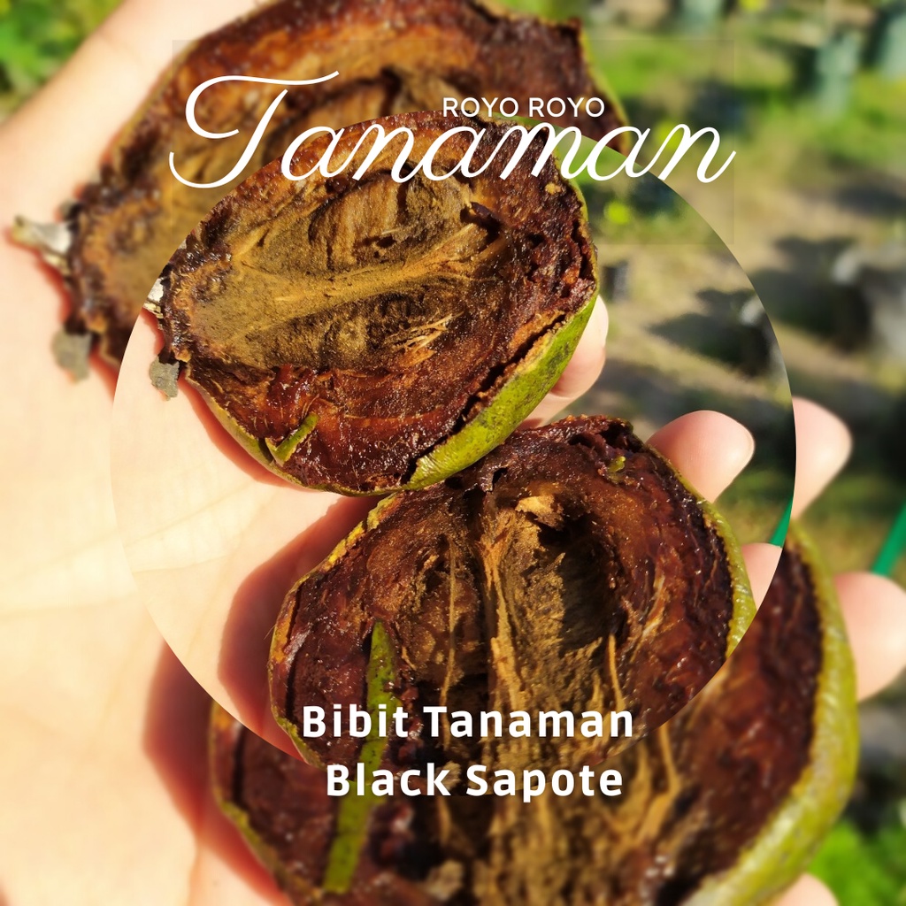 Bibit Sawo Black Sapote