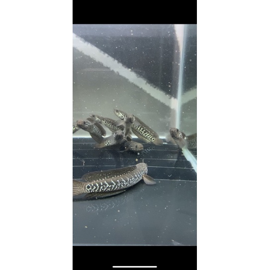 Koleksi Asiatica Ws 13cm-15 cm HighFin (gondrong)