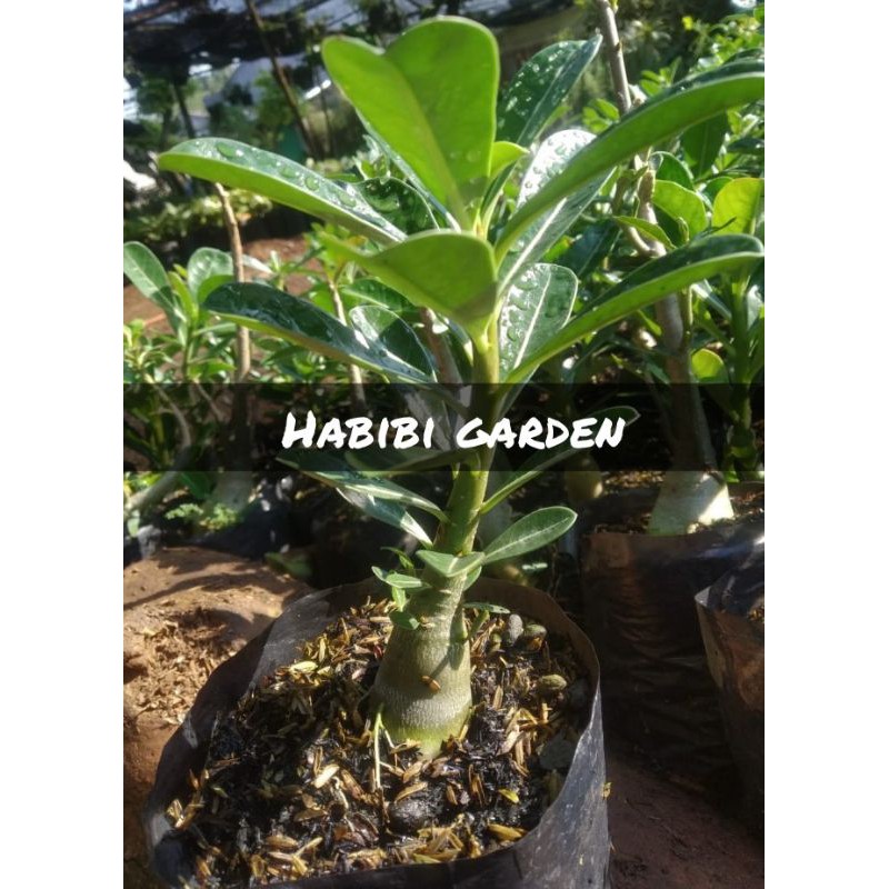 tanaman hias paket 6 adenium kamboja - kamboja adenium