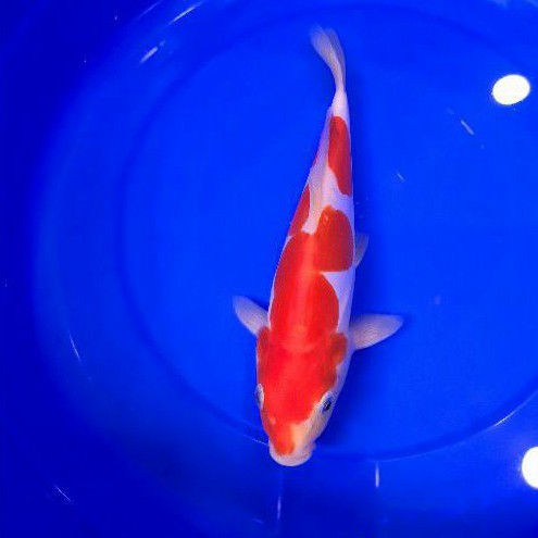 ikan koi kohaku doitsu murni asal blitar KH04