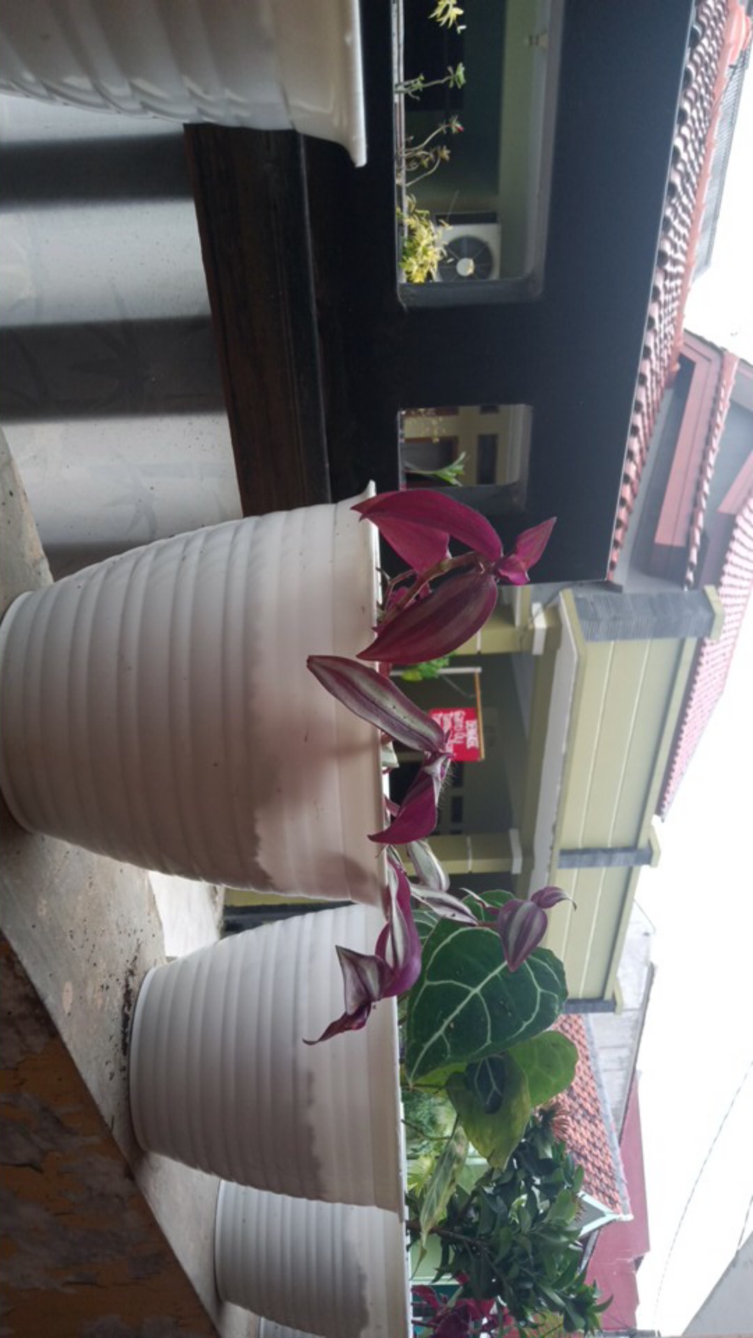 Tanaman Hias Kuping Gajah - Tanaman Anthurium Chrystalium