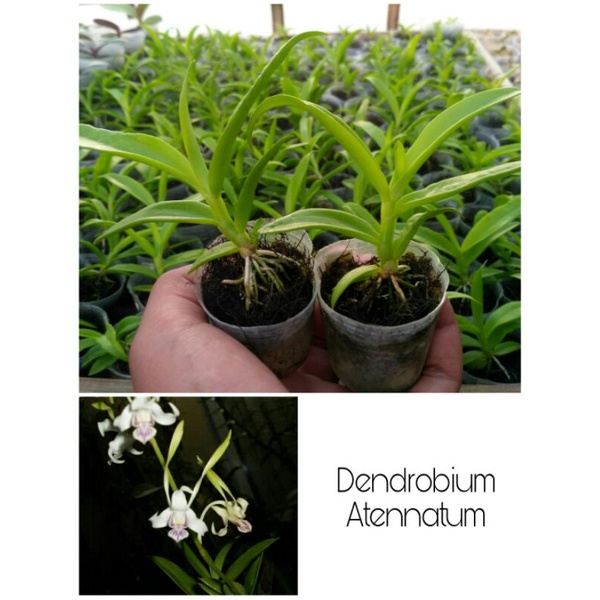 seedling/bibit dendrobium spesies murah (dendrobium antennatum sp.)