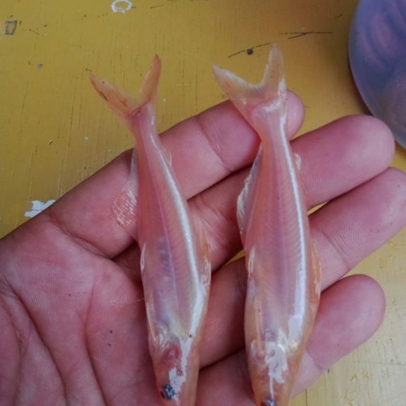 patin albino