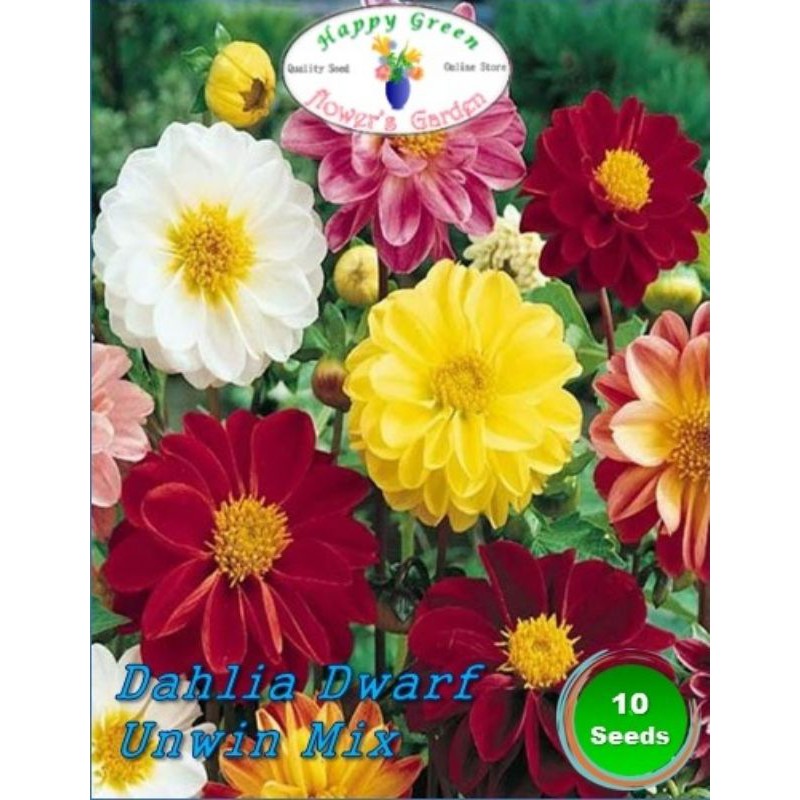 Benih biji bunga Dahlia