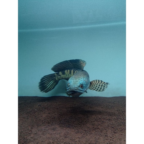 channa auranti jumbo 43cm mangap mangap