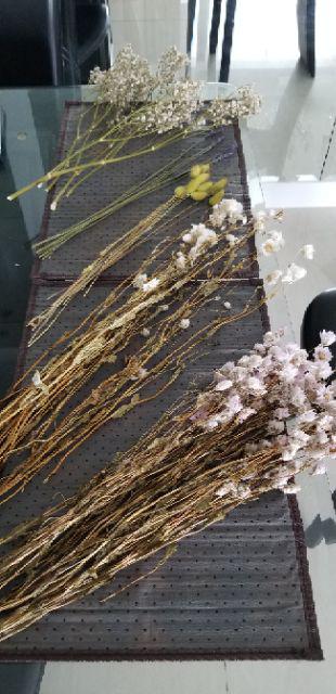 Acroclinium Rodanthe Manglesii Bunga Kering Asli 1 Ikat Import Dried Flower Preserved Flower