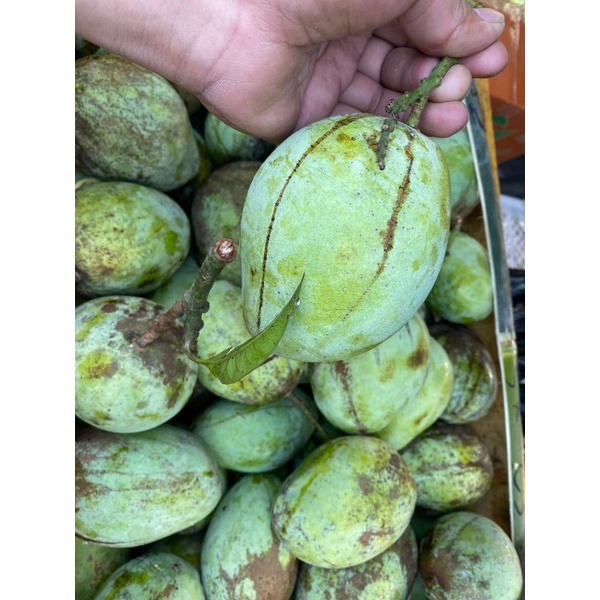 20RB 1KGPROMOOOO KEMBALI Buah mangga cengkir 1kg|untuk rujak|mangga muda|nuri fruits|buah segar band