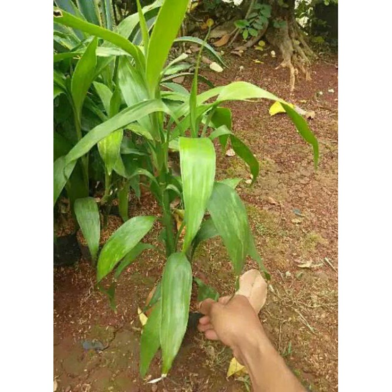 Pohon Sri rejeki - Tanaman hias Sri rejeki