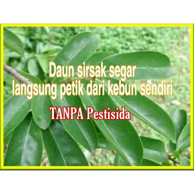 

Fresh Daun sirsak petik kebun sendiri jsr herbal sirsat