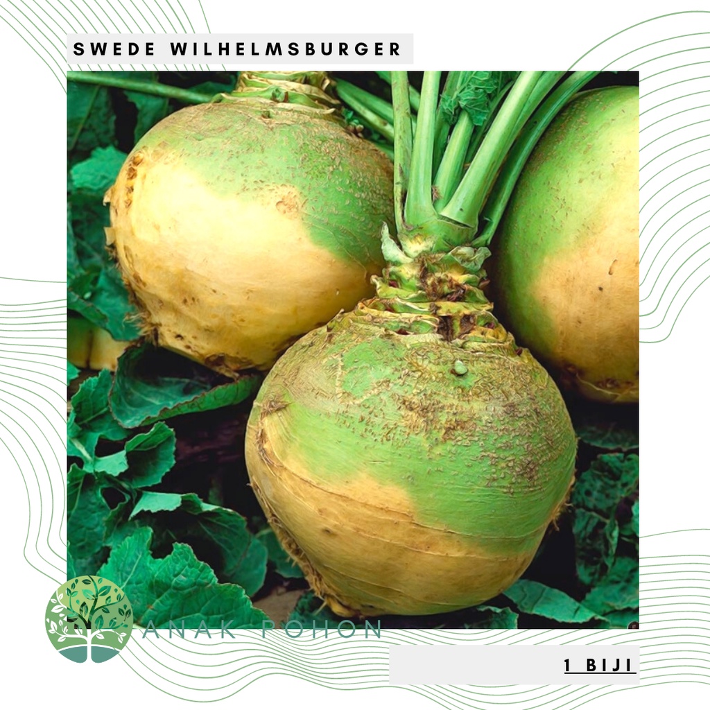 Benih Bibit Biji - Swede Wilhelmsburger (Heirloom) Seeds - IMPORT