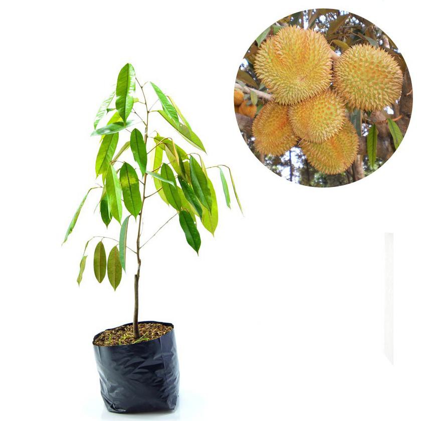 h3o bibit tanaman buah durian matahari i4r