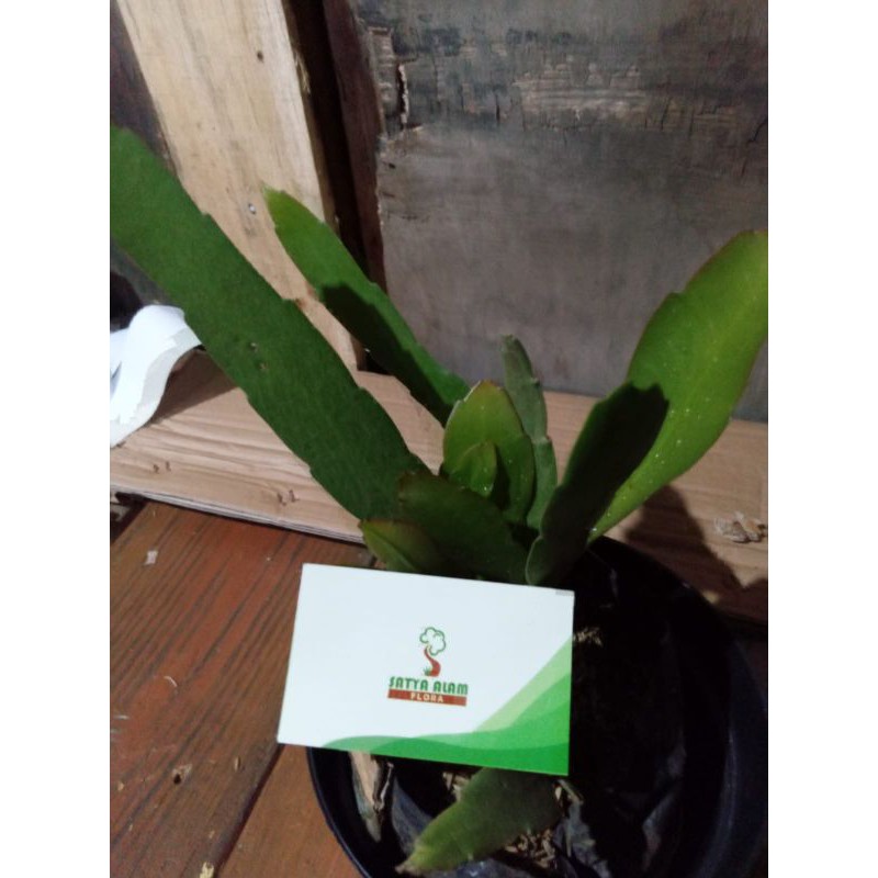 tanaman hias gantung/kaktus/wijayakusuma bunga putih/Epiphyllum anguliger