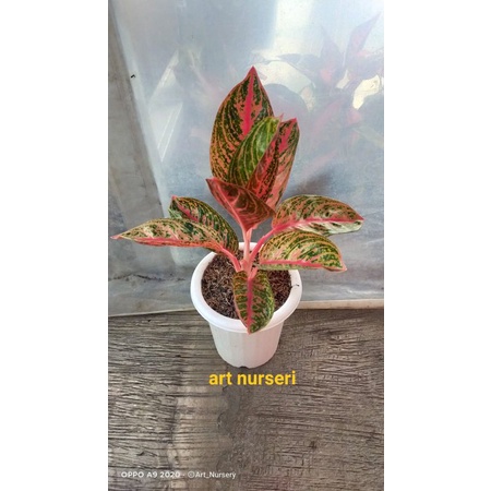 aglaonema Widuri jumbo