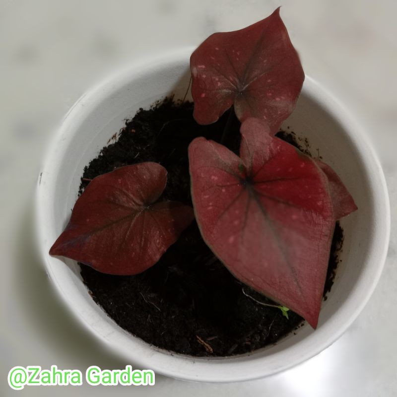 Caladium chocolatos