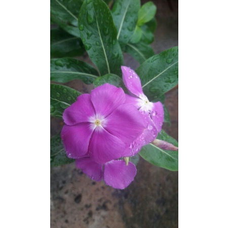 bunga vinca hidup white violet