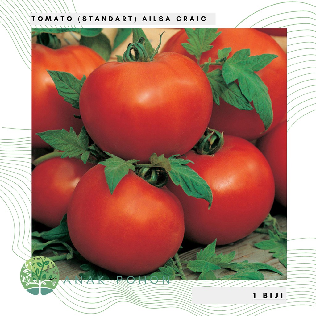 Benih Bibit Biji - Tomato (Standart) Ailsa Craig Seeds - IMPORT