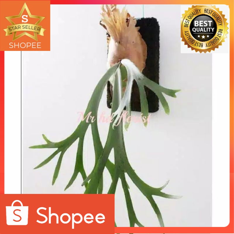 Tanaman hias Tanduk rusa + lempeng dinding tanaman gantung