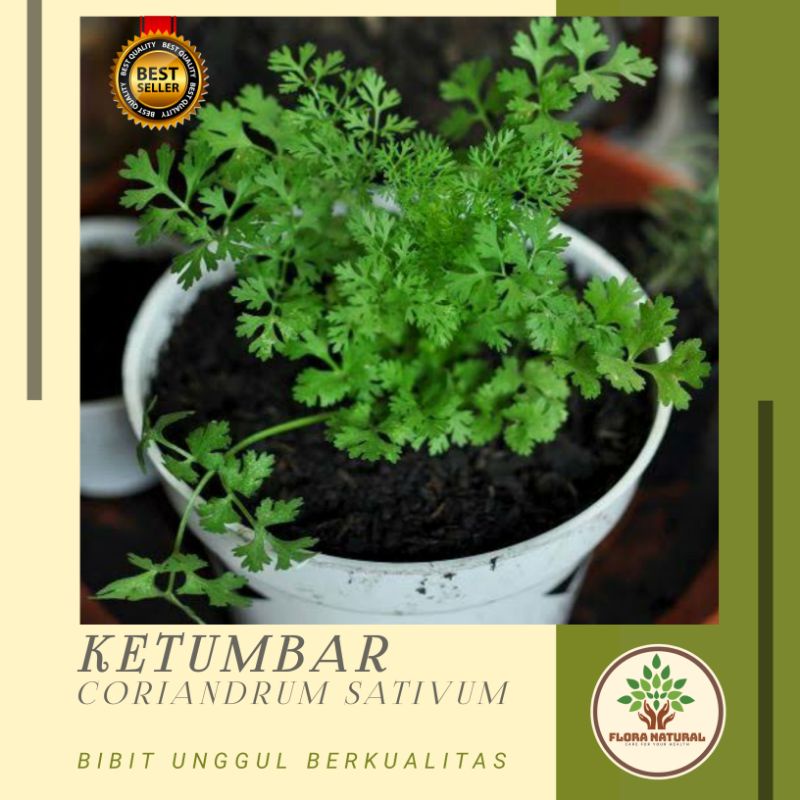 

Bibit tanaman coriander ketumbar pohon ketumbar