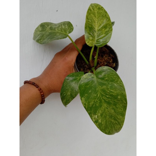 philodendron giganteum variegata/marble