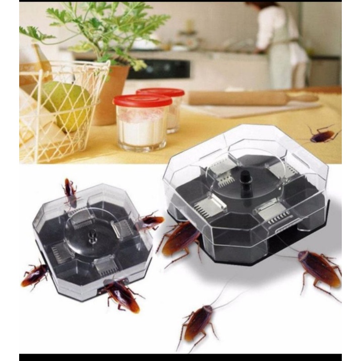 perangkap kecoa cocroach trap box