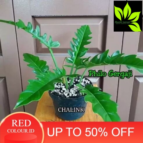 Tanaman Hias Philo Gergaji - Philodendron Gergaji - Monstera Gergaji - Tanaman Hias Hidup - Philo