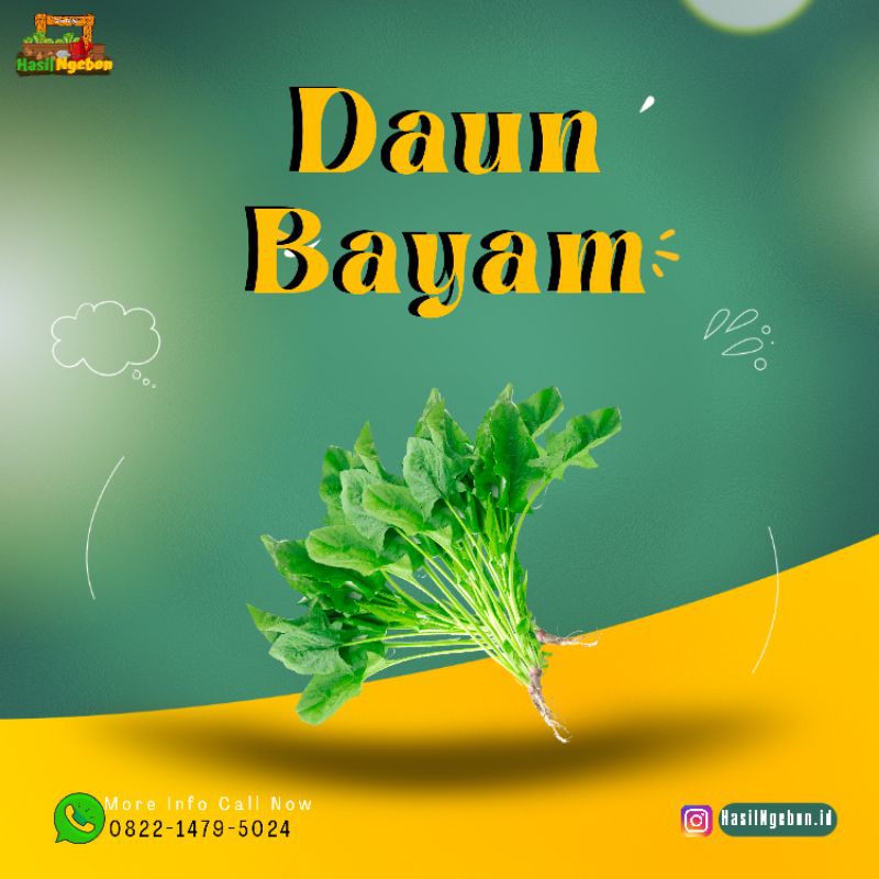 

DAUN BAYAM 1IKAT