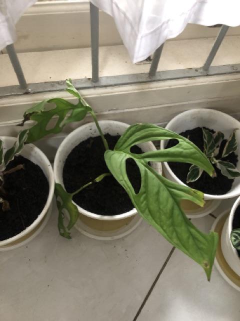  Tanaman  hias  monstera obliqua Shopee Indonesia