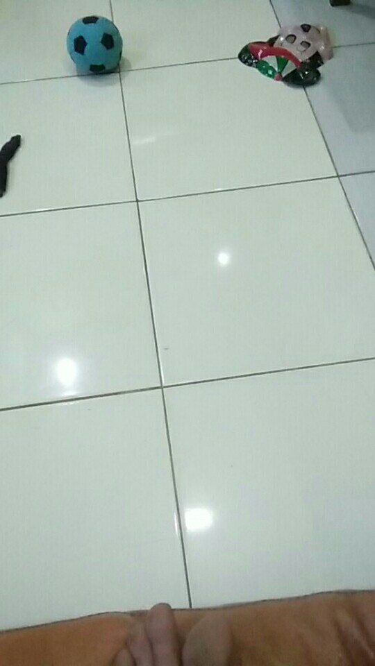 Taman Hias Calatea Black Lipstik