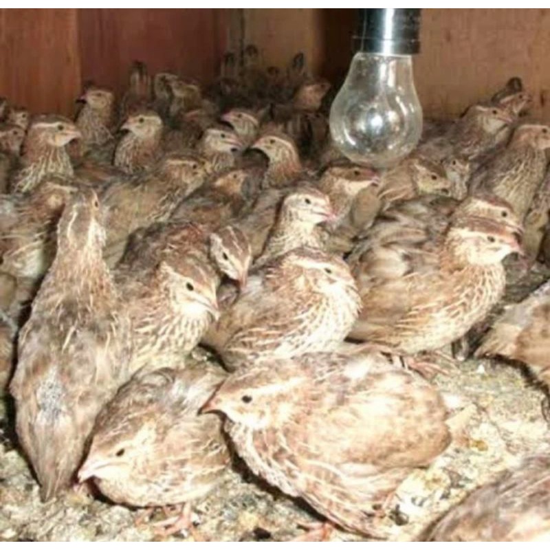 Burung Puyuh Betina Super - Burung Puyuh - Beli 10 Gratis 1 Ekor