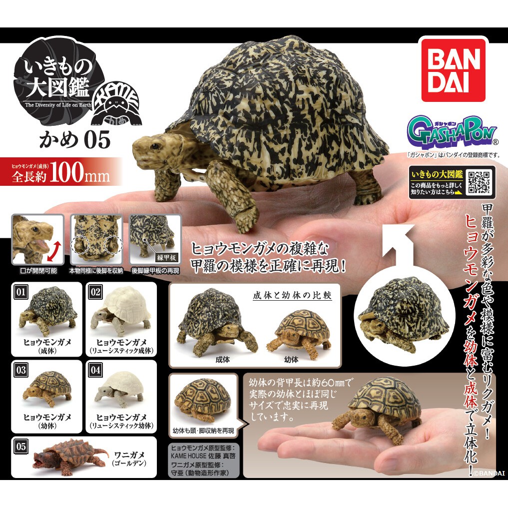 Kame 05 Leopard Tortoise Hyoumongame Wanigame Alligator Snapping Turtle Kura Bandai Gacha Gashapon I
