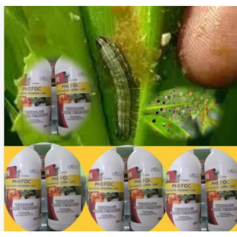 Obat Hama Ulat Jagung-Hama Ulat Grayak-Hama Jagung-Phefoc Hcs Asli