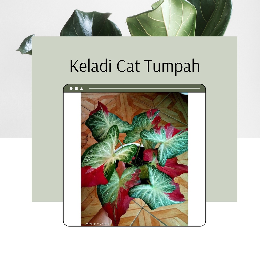 Tanaman Hias Caladium Cat Tumpah Keladi Cat Tumpah Bibit Keladi Cat Tumpah
