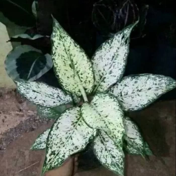 PROMO Tanaman hias snow white - tanaman hias aglonema snow white