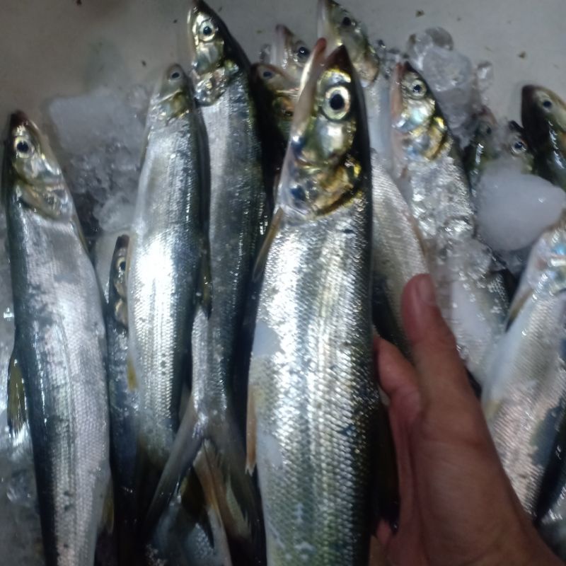 

IKAN PAYUS ATAU BISA DI SEBUT IKAN BANDENG LAKI 1KG