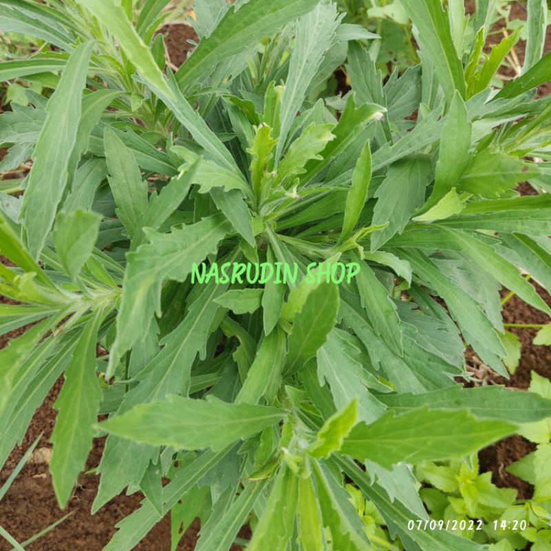 

DAUN JELANTIR SEGAR LANGSUNG PETIK | DAUN SITUDUH LANGIT CONYZA SUMATRENSIS