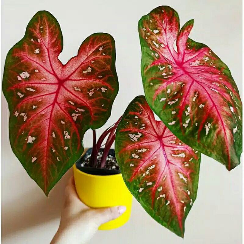 tanaman hias caladium red keladi merah tanaman caladium red