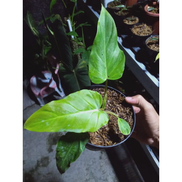 philodendron corsinianum