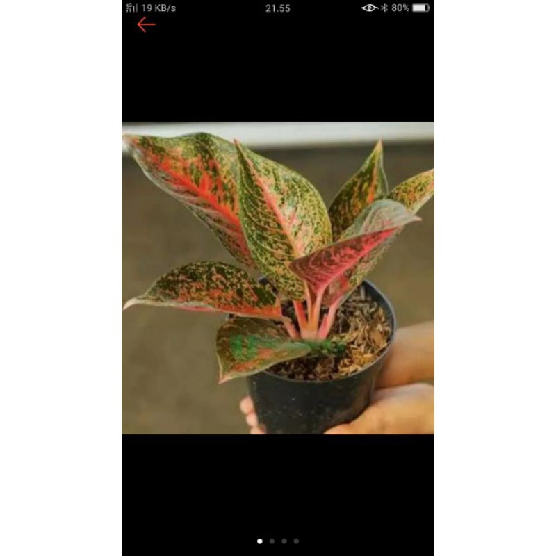 aglonema widuri anakan