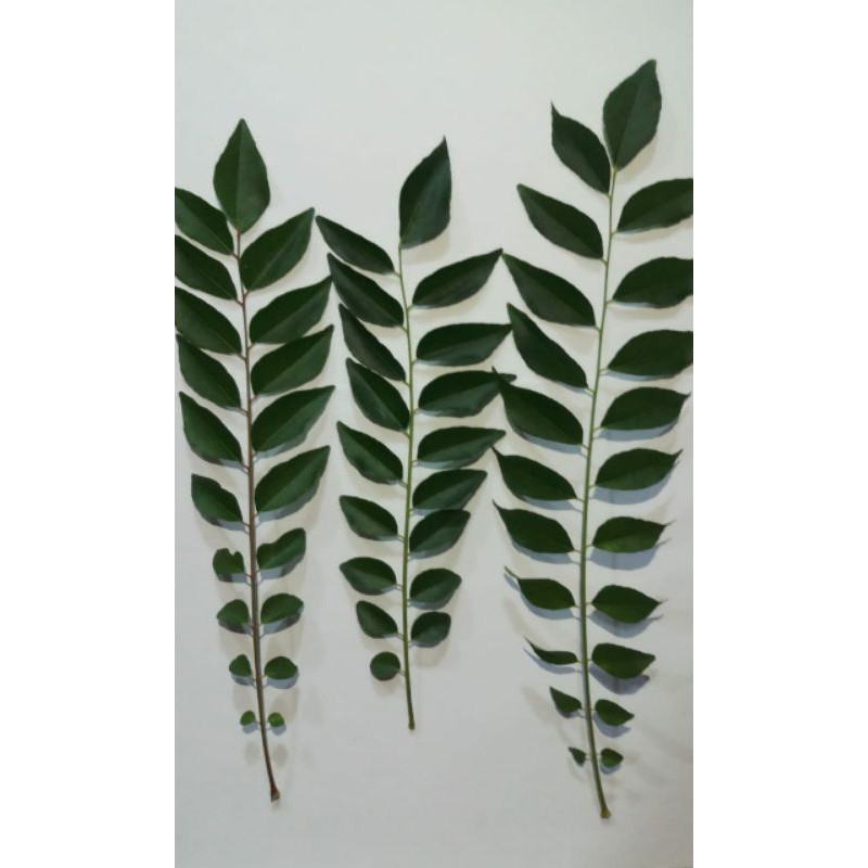 

Daun Kari/Salam Koja/Temurui/Curry Leaves Segar