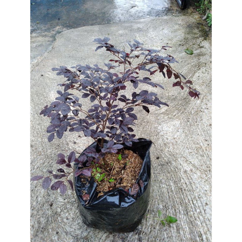 bahan bonsai serut merah/cloropitalum batang besar dan rimbun
