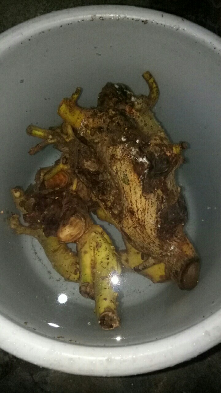 Bahan Bonsai Serut Hasil Dongkel Di Jamin Masih Fresh