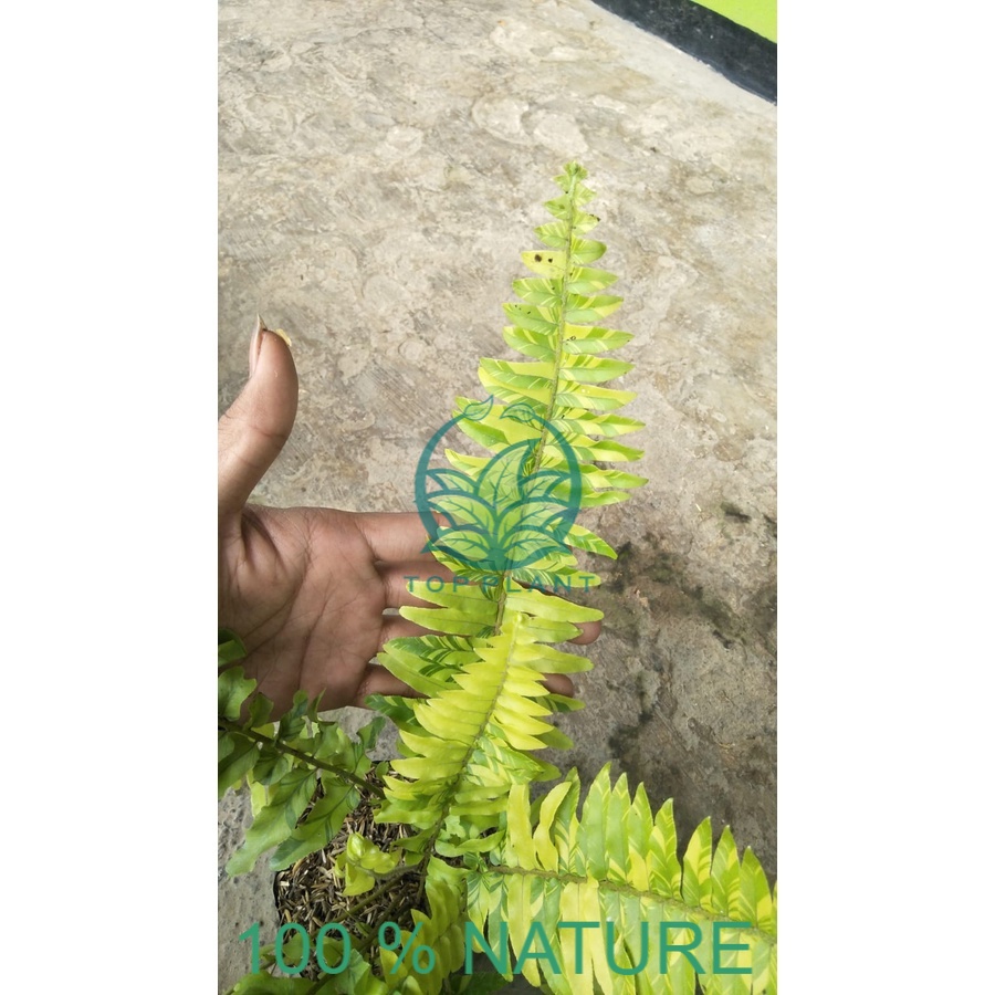 Tanaman hias bunga pakis boston varigata (Nephrolepis exaltata) - variegata - topplant