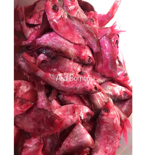 

Thaimukkukoi / Chakphikoi / Padak Ikan Puput / Cha Phi Koi AHA Pemangkat Kalimantan