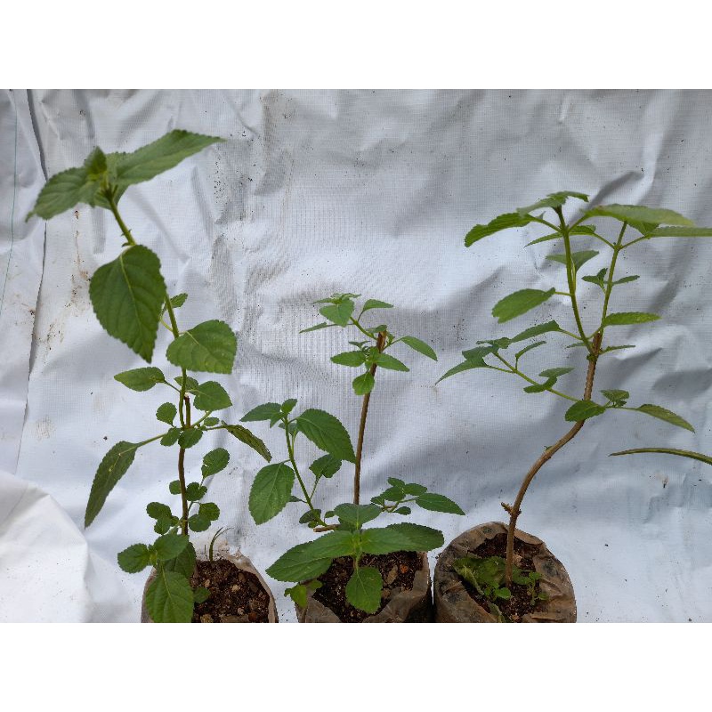 Pohon Lantana Cemara, Tanaman Hias