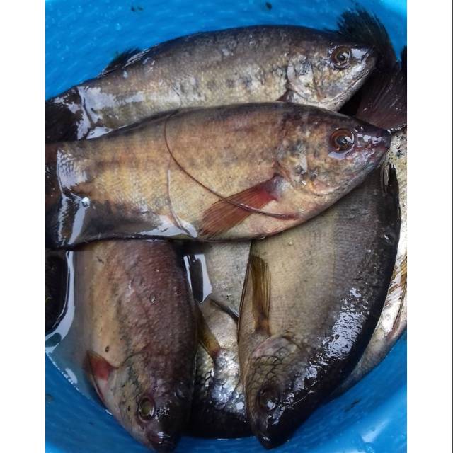 Ikan Sepat / Ukuran Sedang - Besar / Berat 500 gram